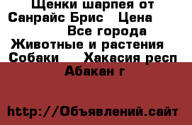 Щенки шарпея от Санрайс Брис › Цена ­ 30 000 - Все города Животные и растения » Собаки   . Хакасия респ.,Абакан г.